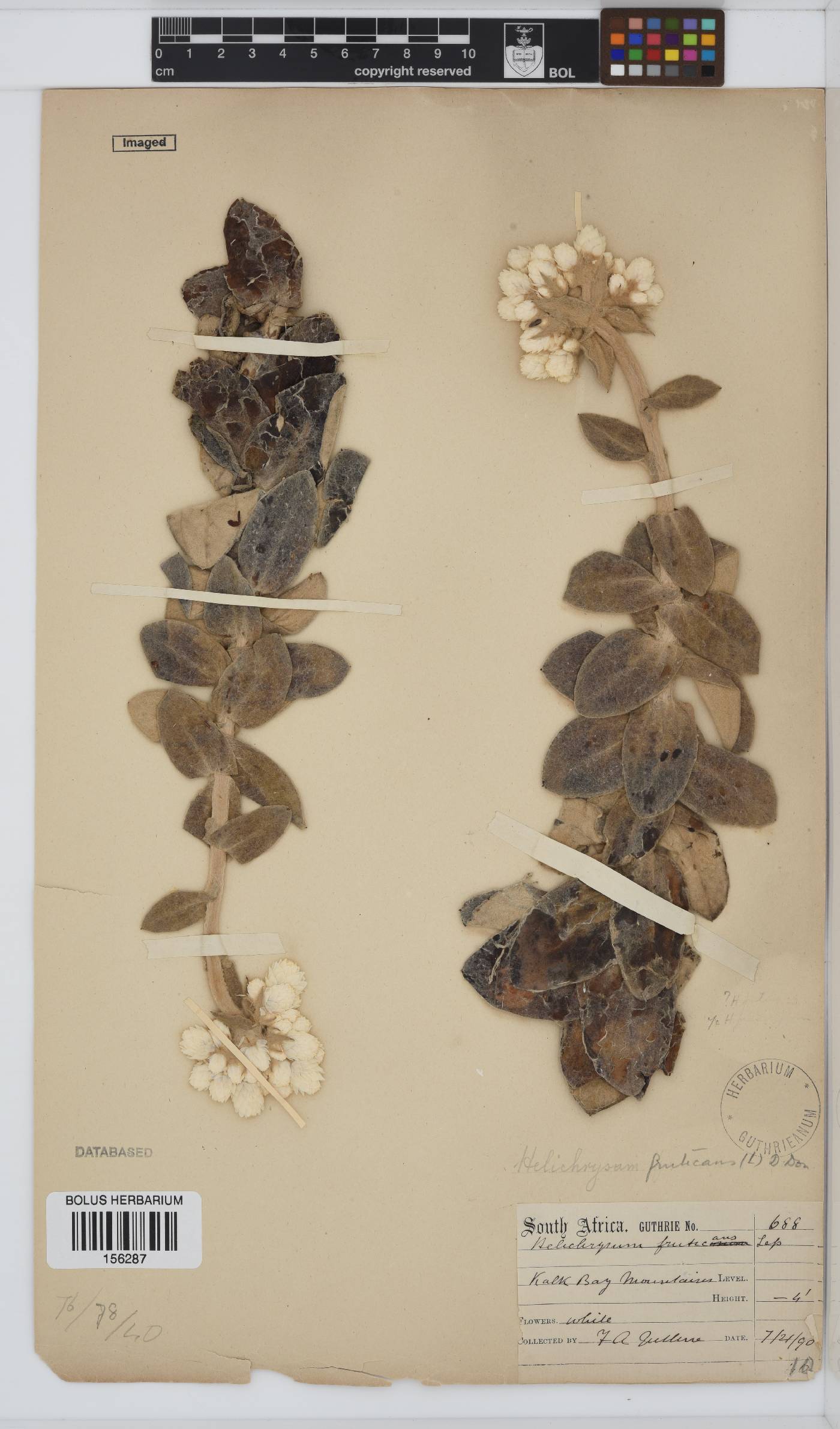 Helichrysum fruticans image