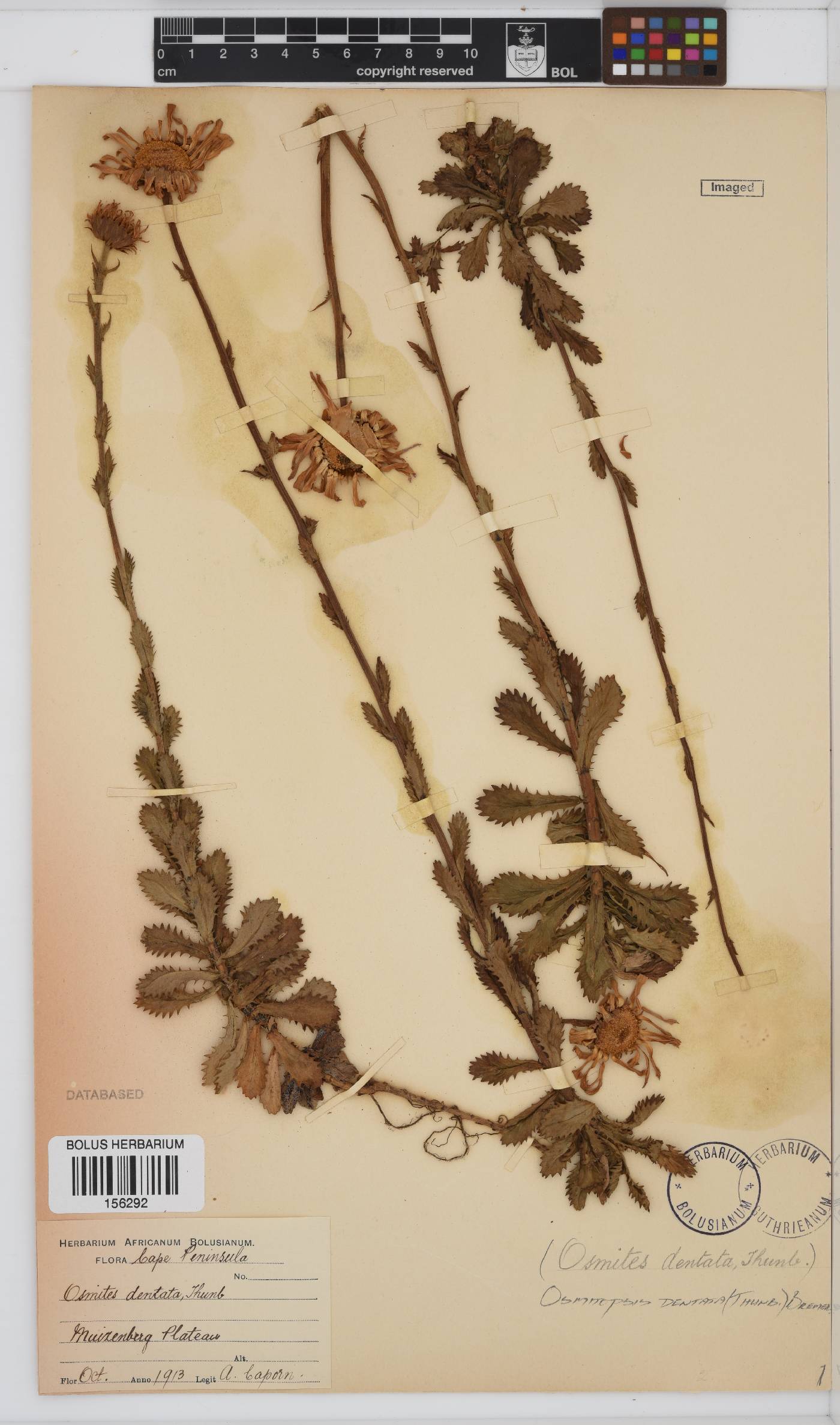Osmitopsis dentata image