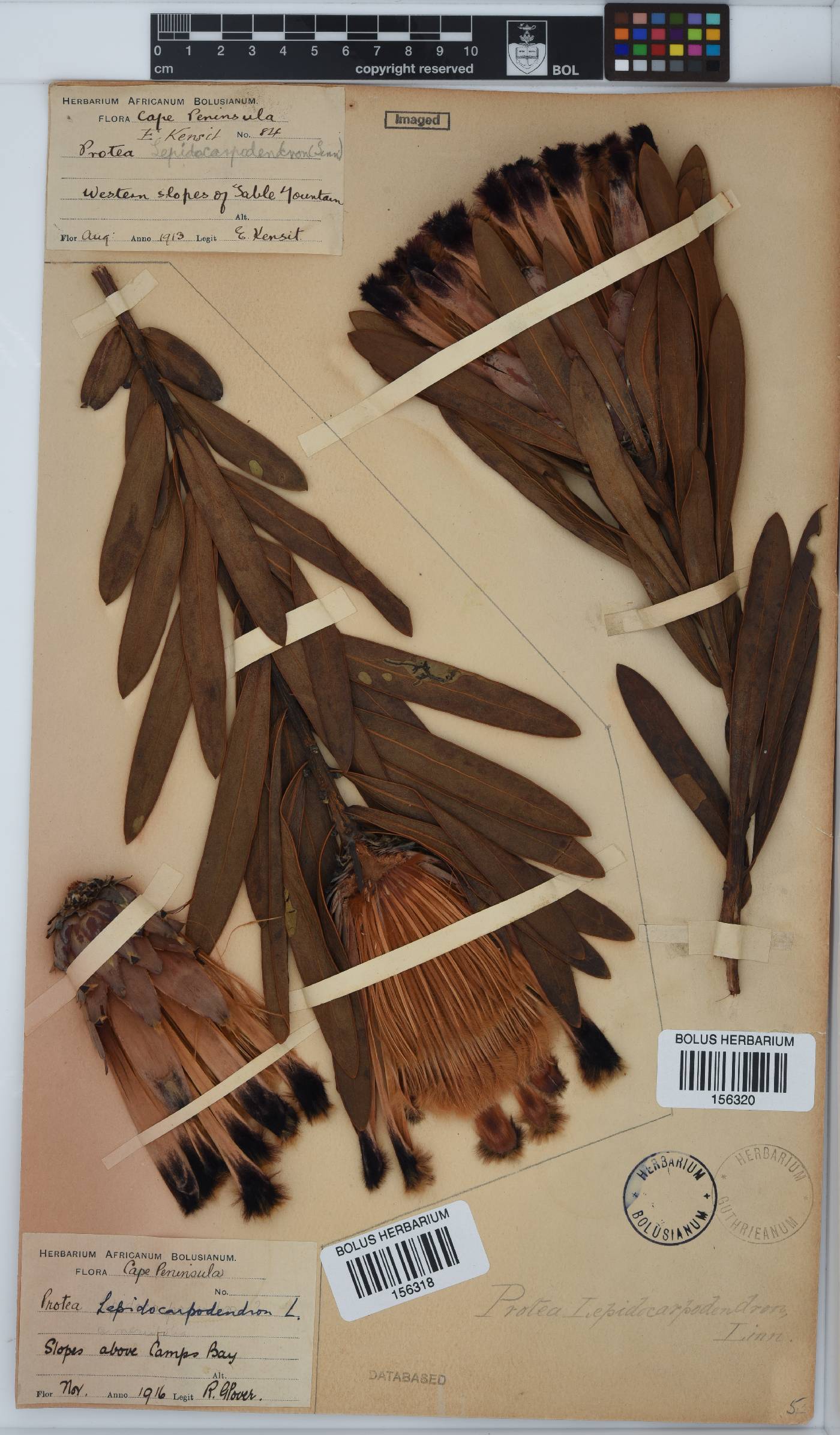 Protea lepidocarpodendron image