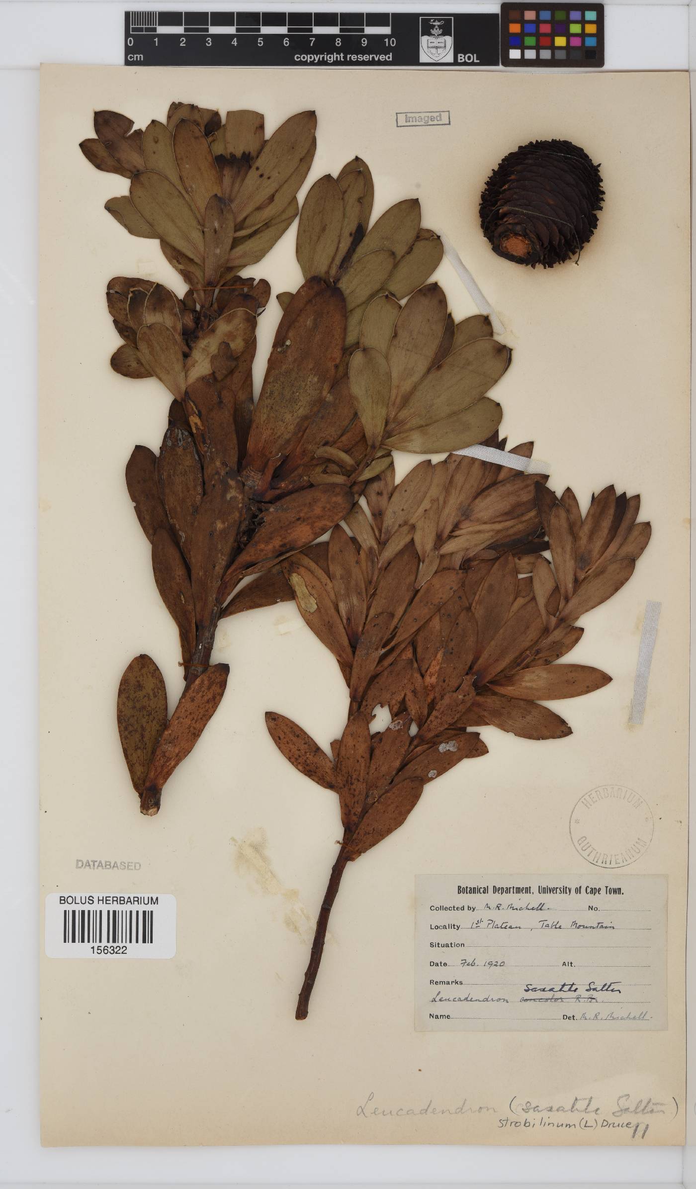 Leucadendron strobilinum image