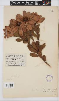 Leucadendron strobilinum image