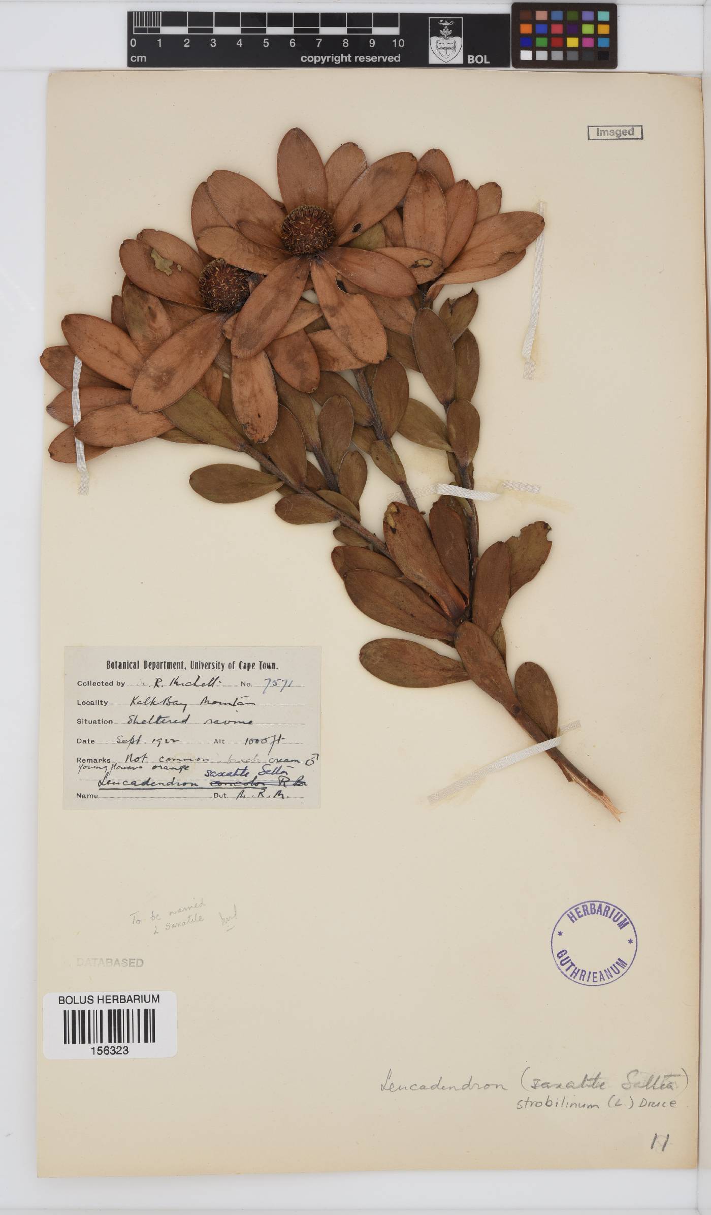 Leucadendron strobilinum image