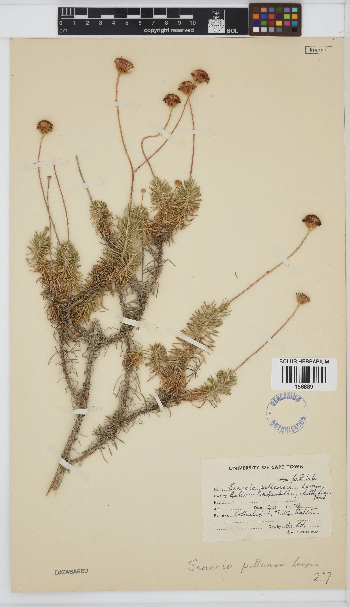 Senecio pillansii image