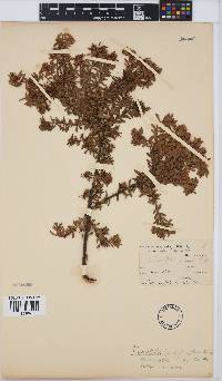 Diastella divaricata subsp. divaricata image