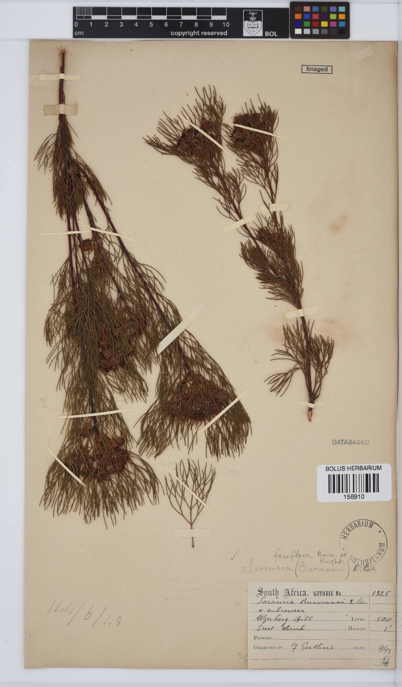 Serruria fasciflora image
