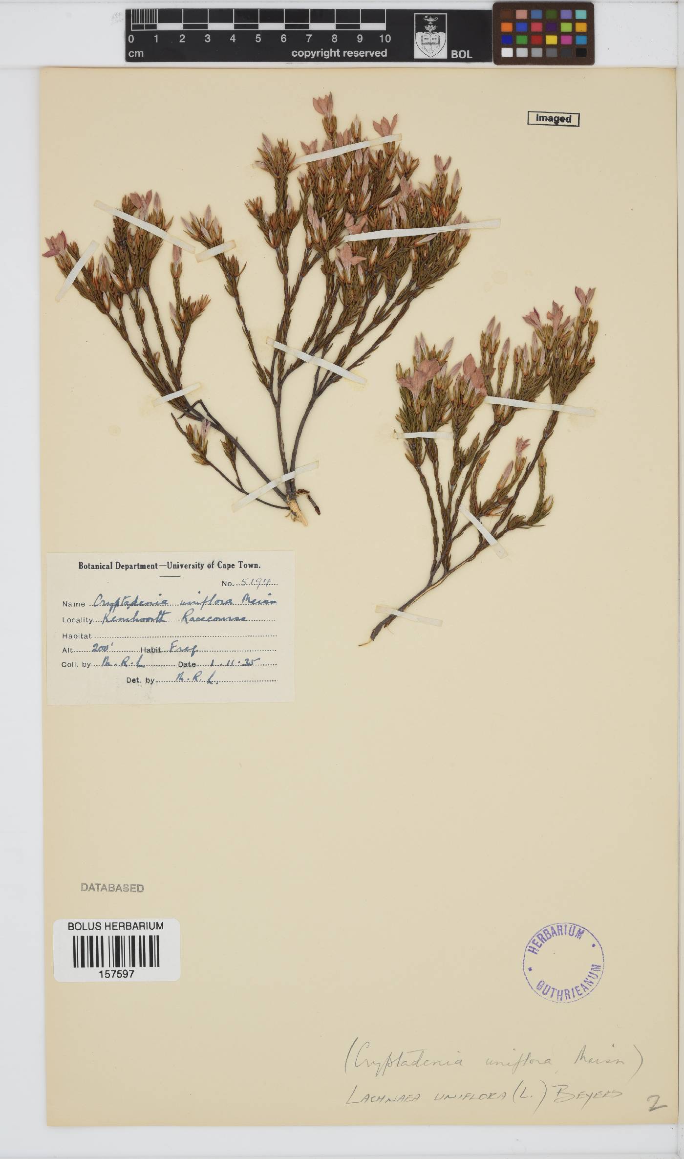 Lachnaea uniflora image