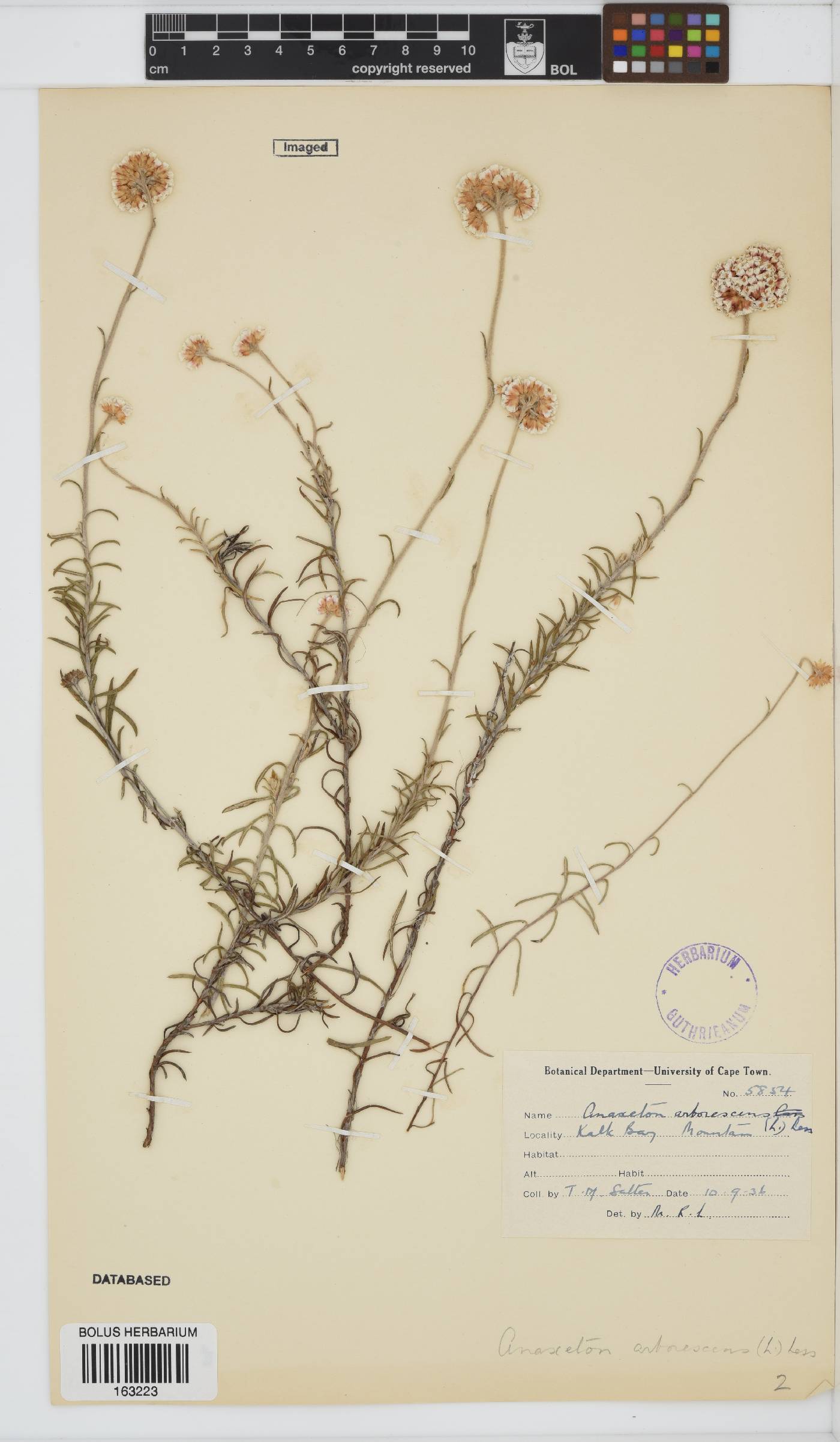 Anaxeton arborescens image