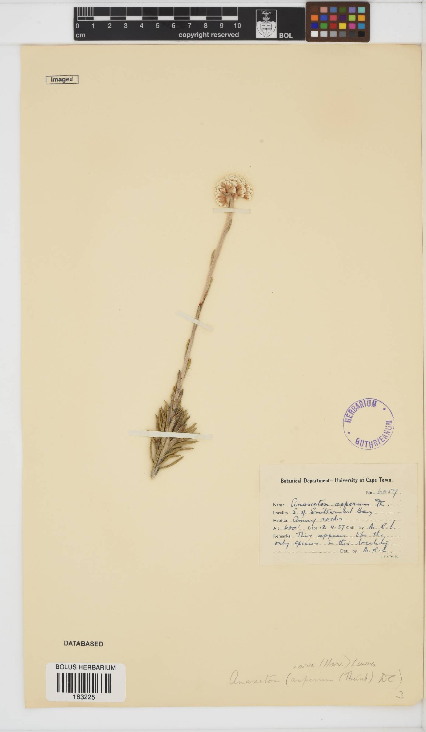 Anaxeton laeve image