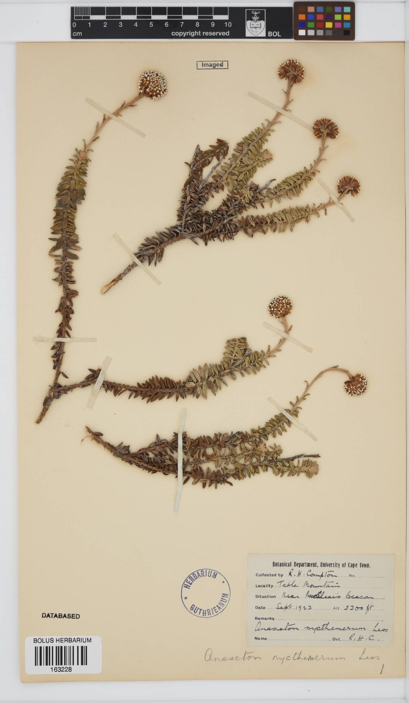 Anaxeton nycthemerum image