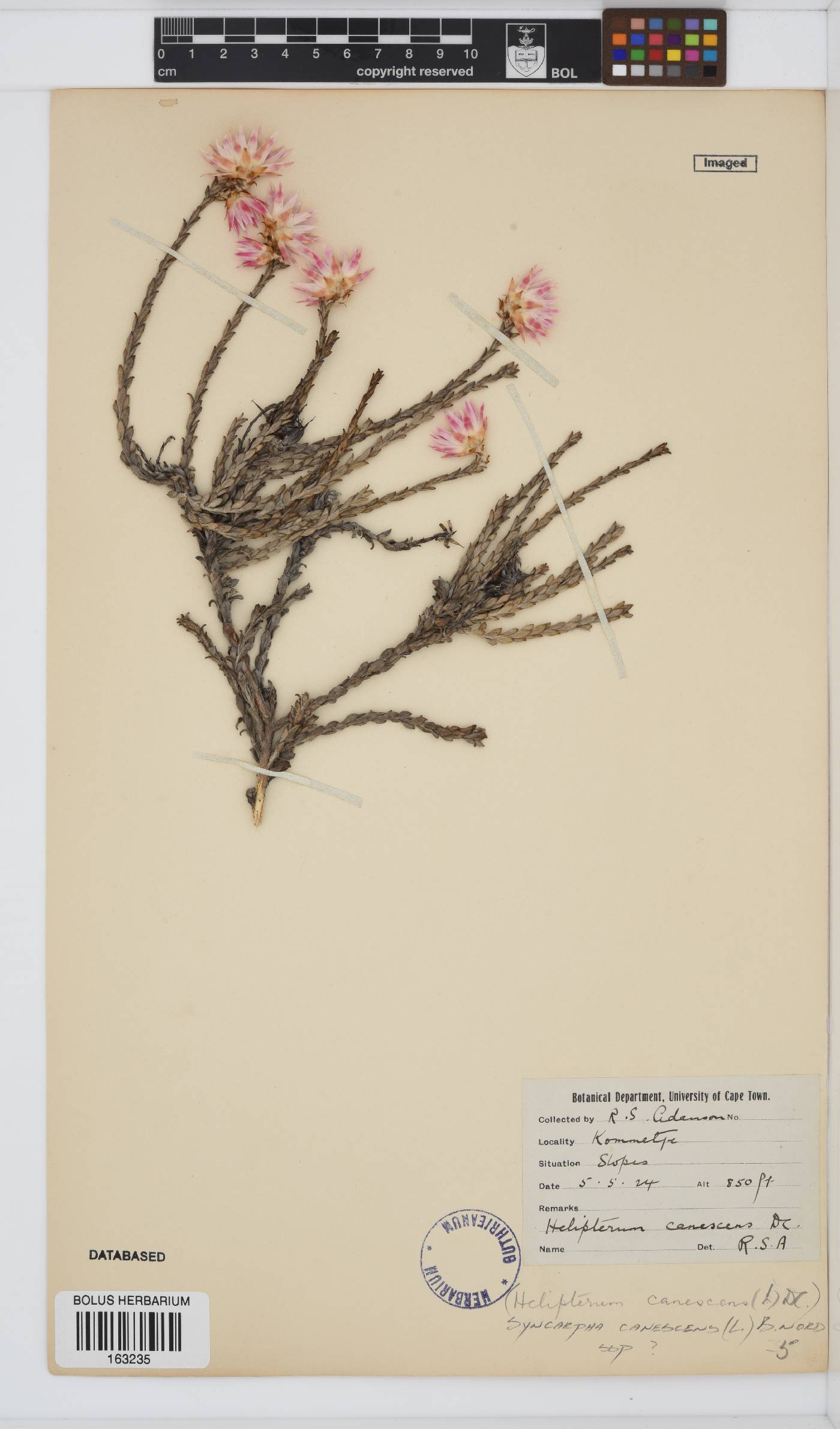 Syncarpha canescens image