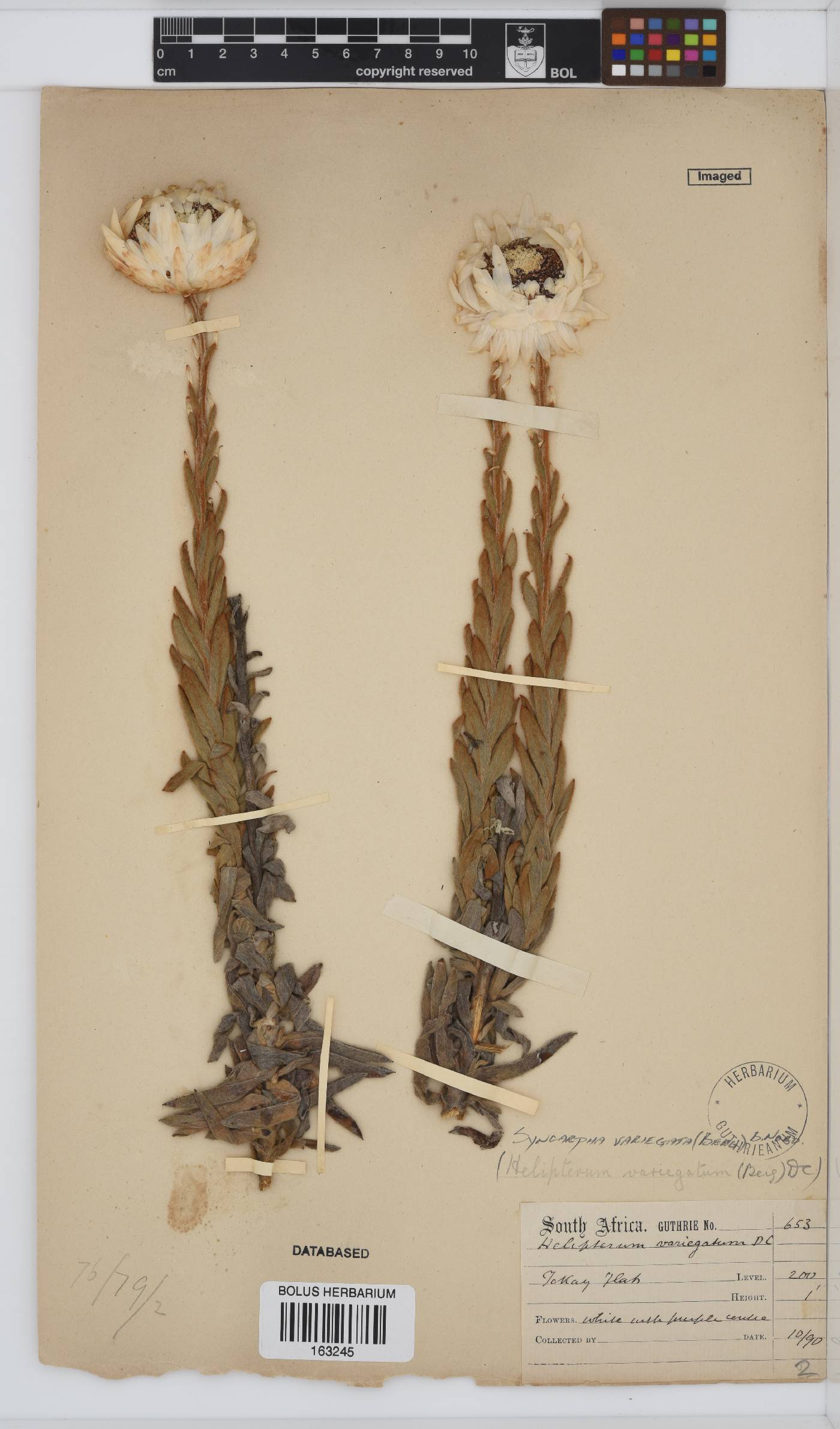 Syncarpha variegata image