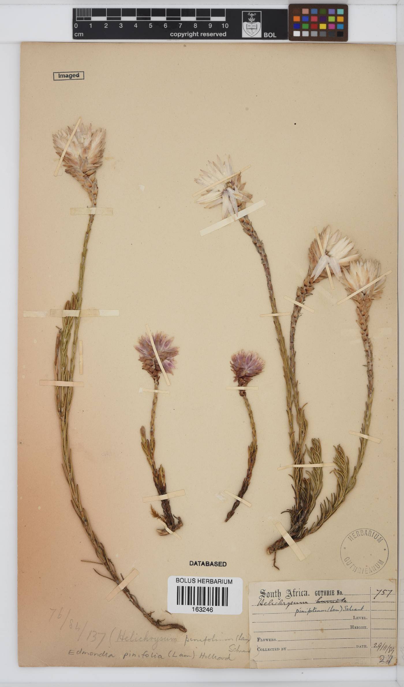 Edmondia pinifolia image