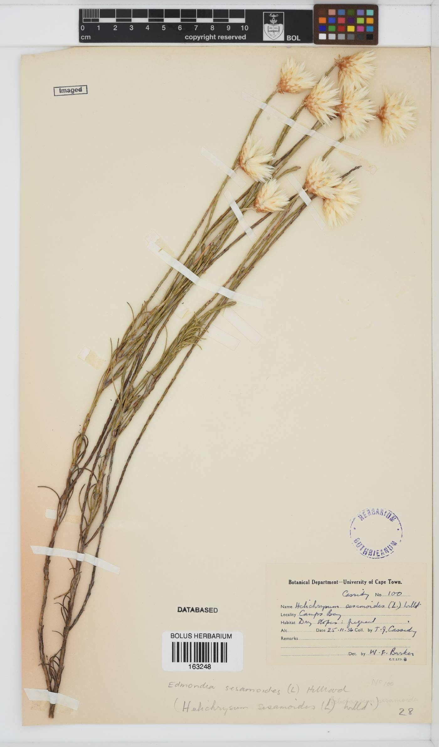 Edmondia sesamoides image