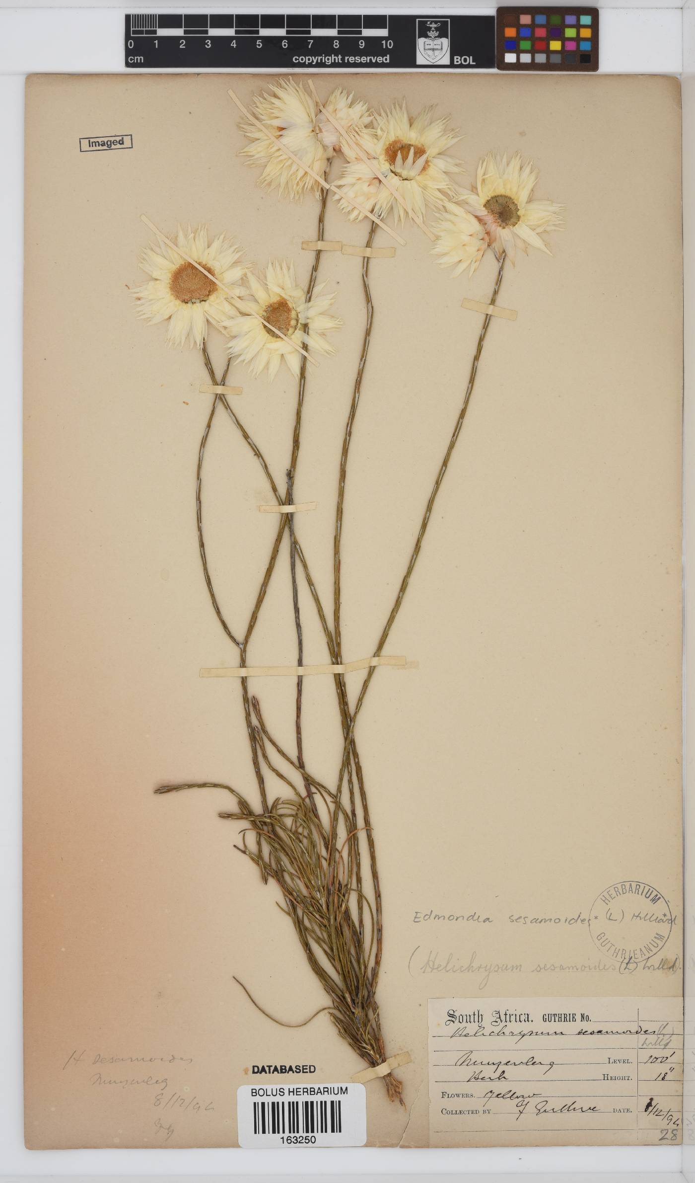 Edmondia image