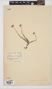 Image of Helichrysum anomalum