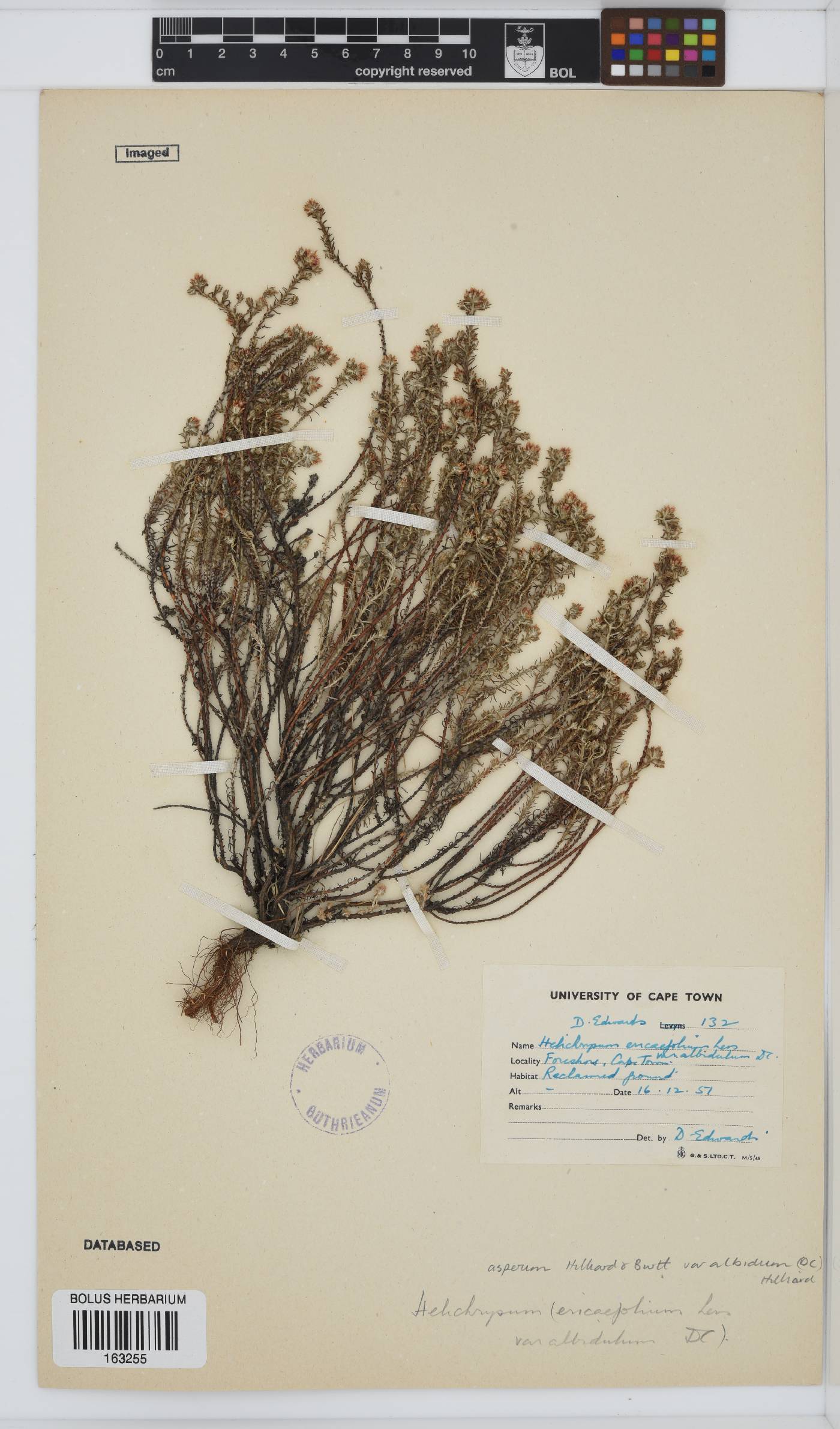 Helichrysum asperum var. albidulum image