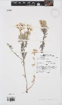 Image of Helichrysum crispum