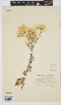 Image of Helichrysum foetidum