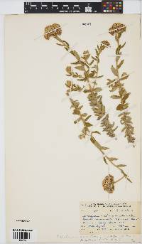 Image of Helichrysum dasyanthum