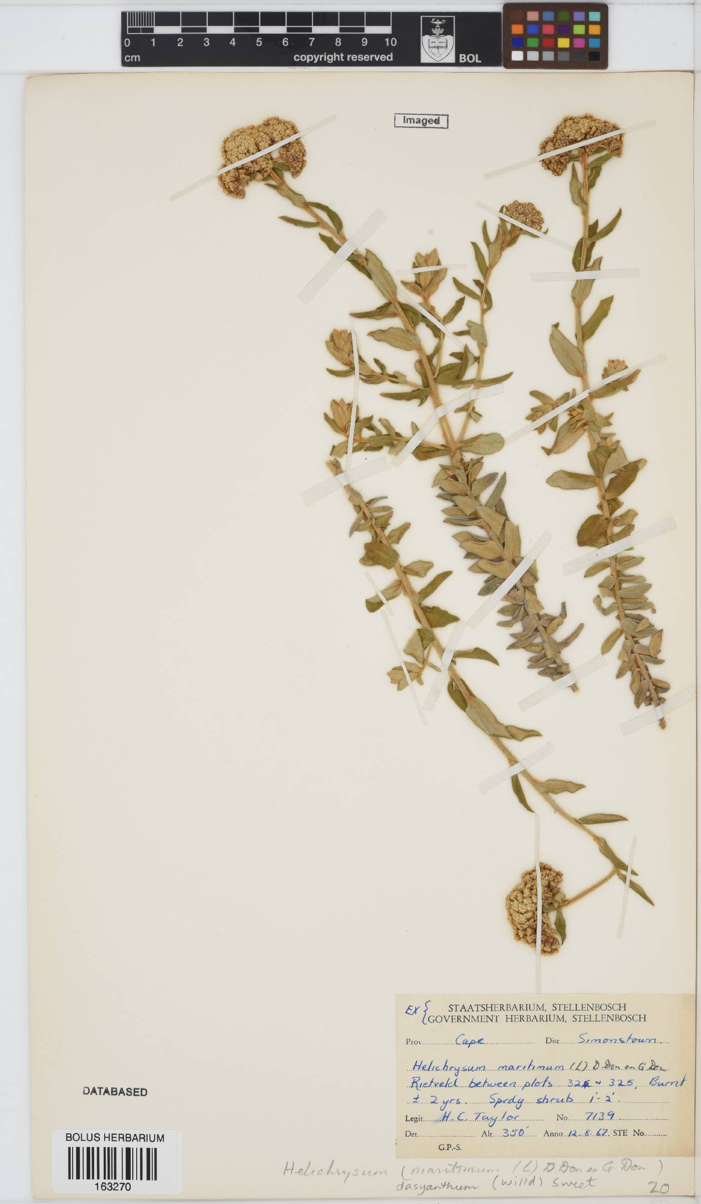 Helichrysum dasyanthum image
