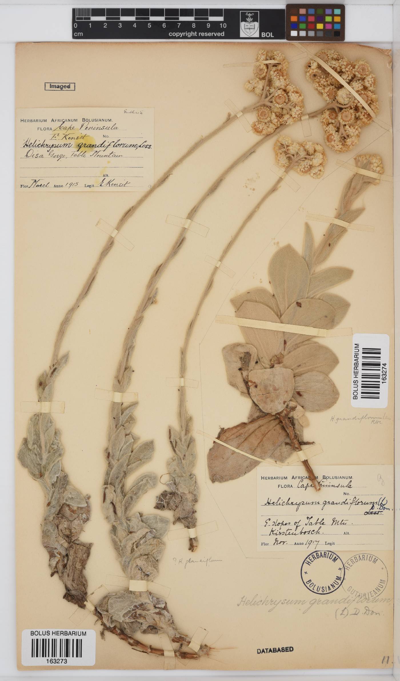 Helichrysum grandiflorum image