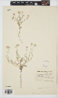 Image of Helichrysum indicum
