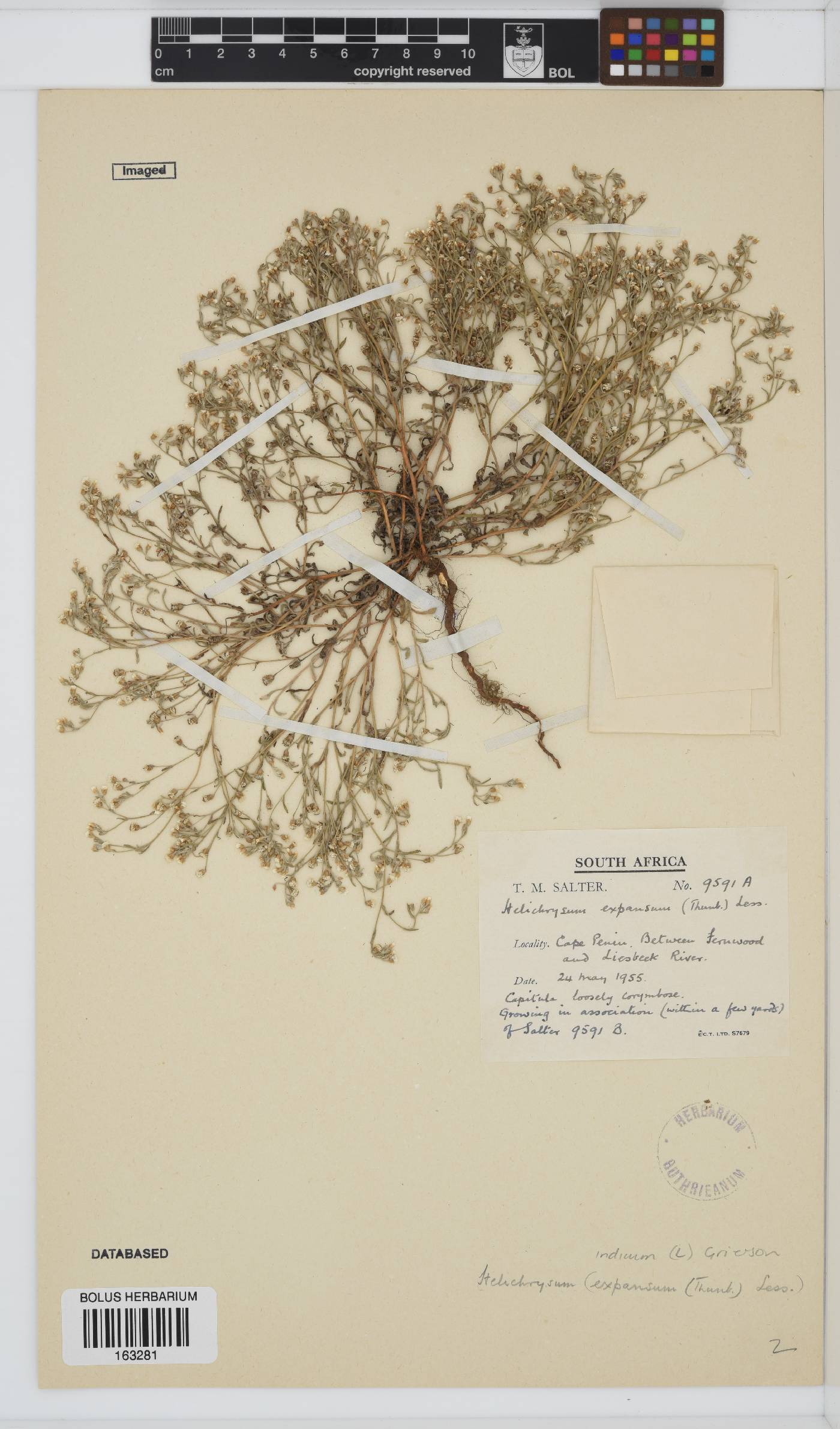 Helichrysum indicum image