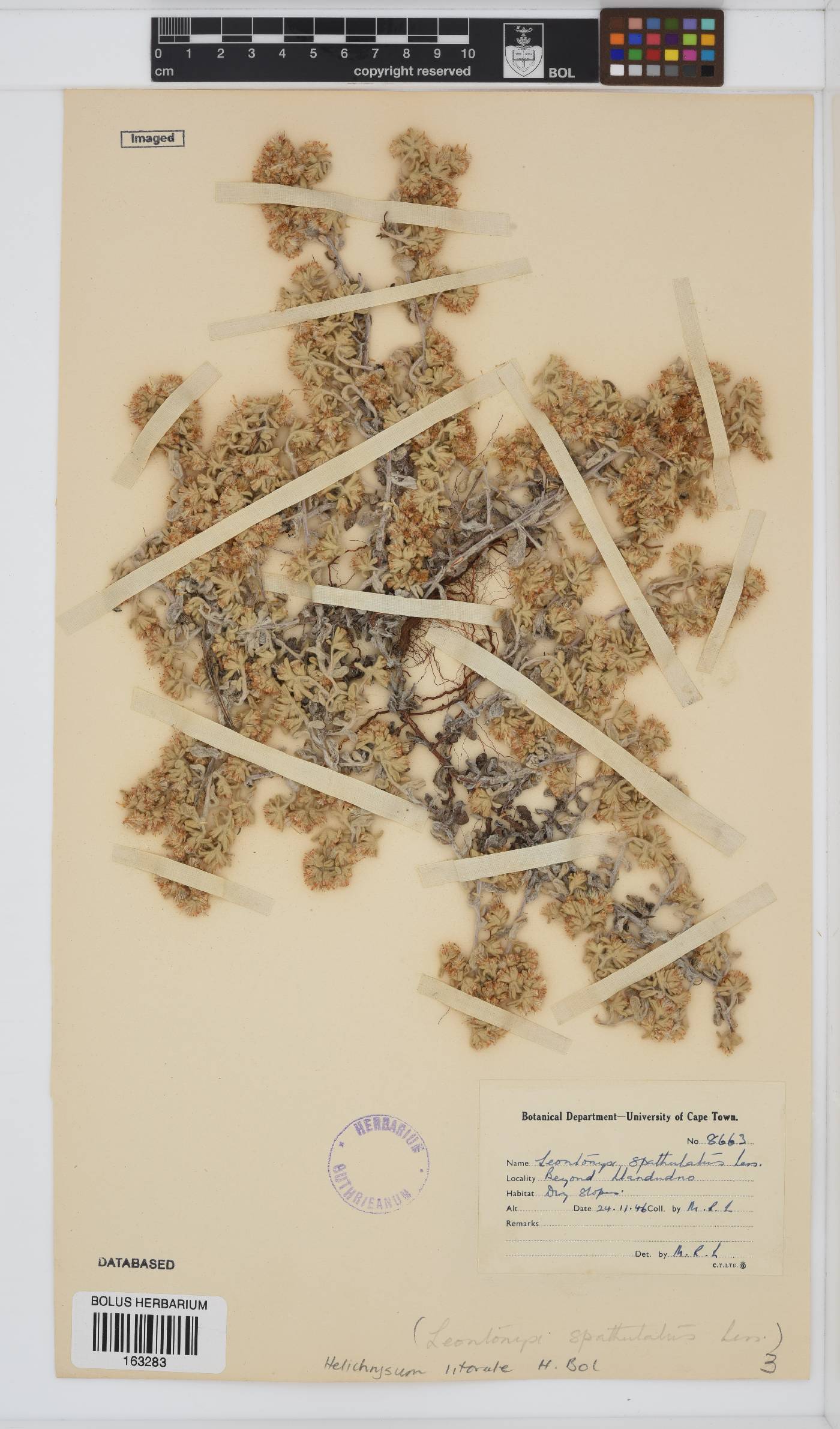 Helichrysum litorale image