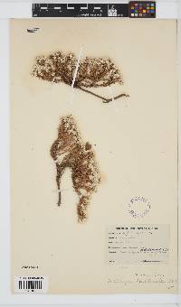 Image of Helichrysum niveum