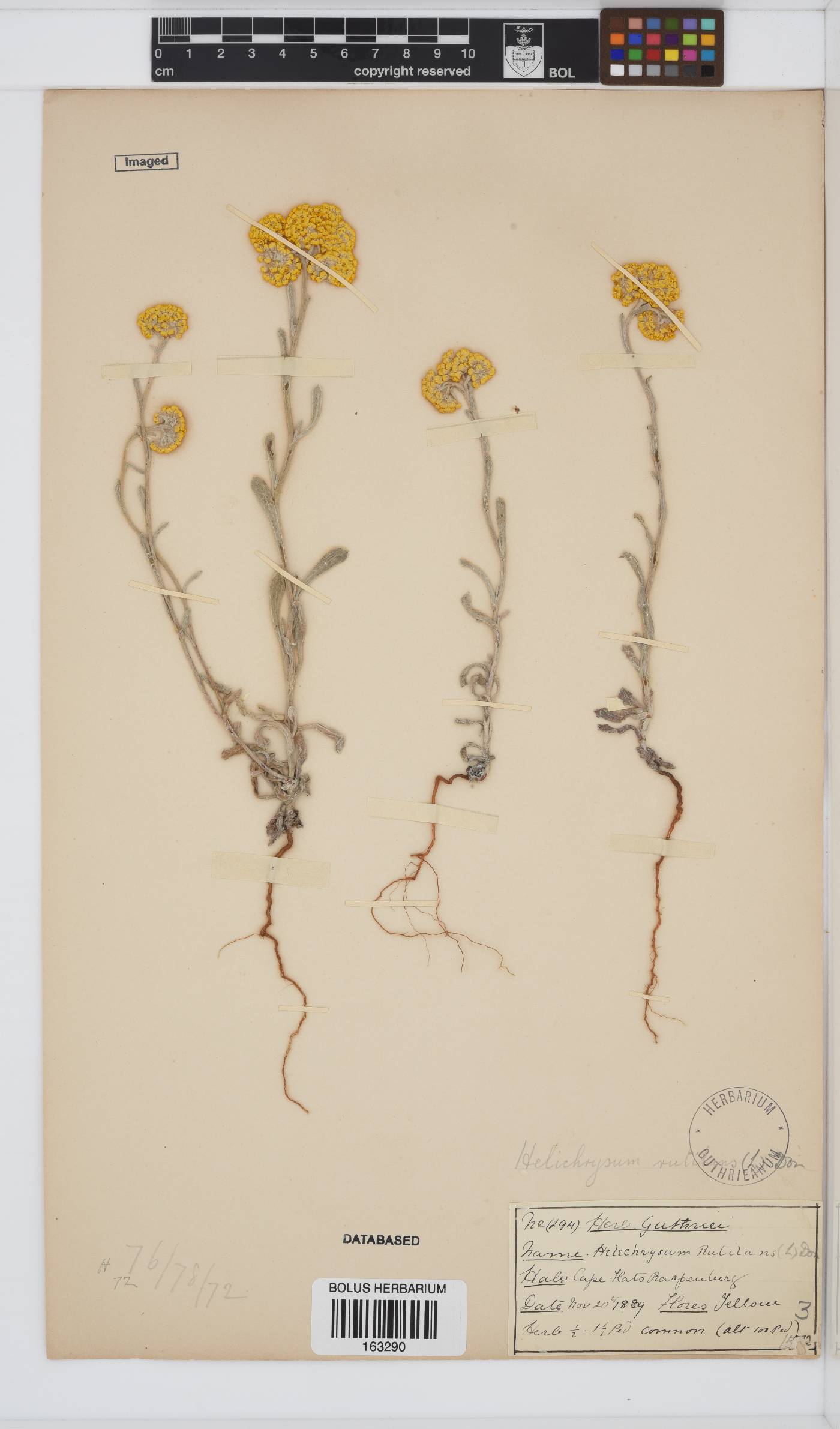 Helichrysum rutilans image