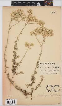 Image of Helichrysum patulum
