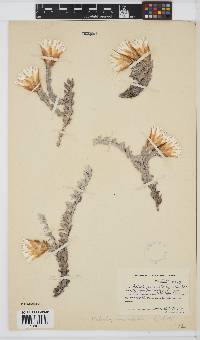 Image of Helichrysum retortum