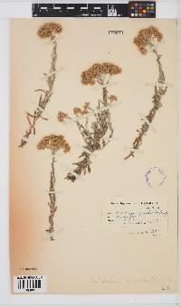 Image of Helichrysum revolutum