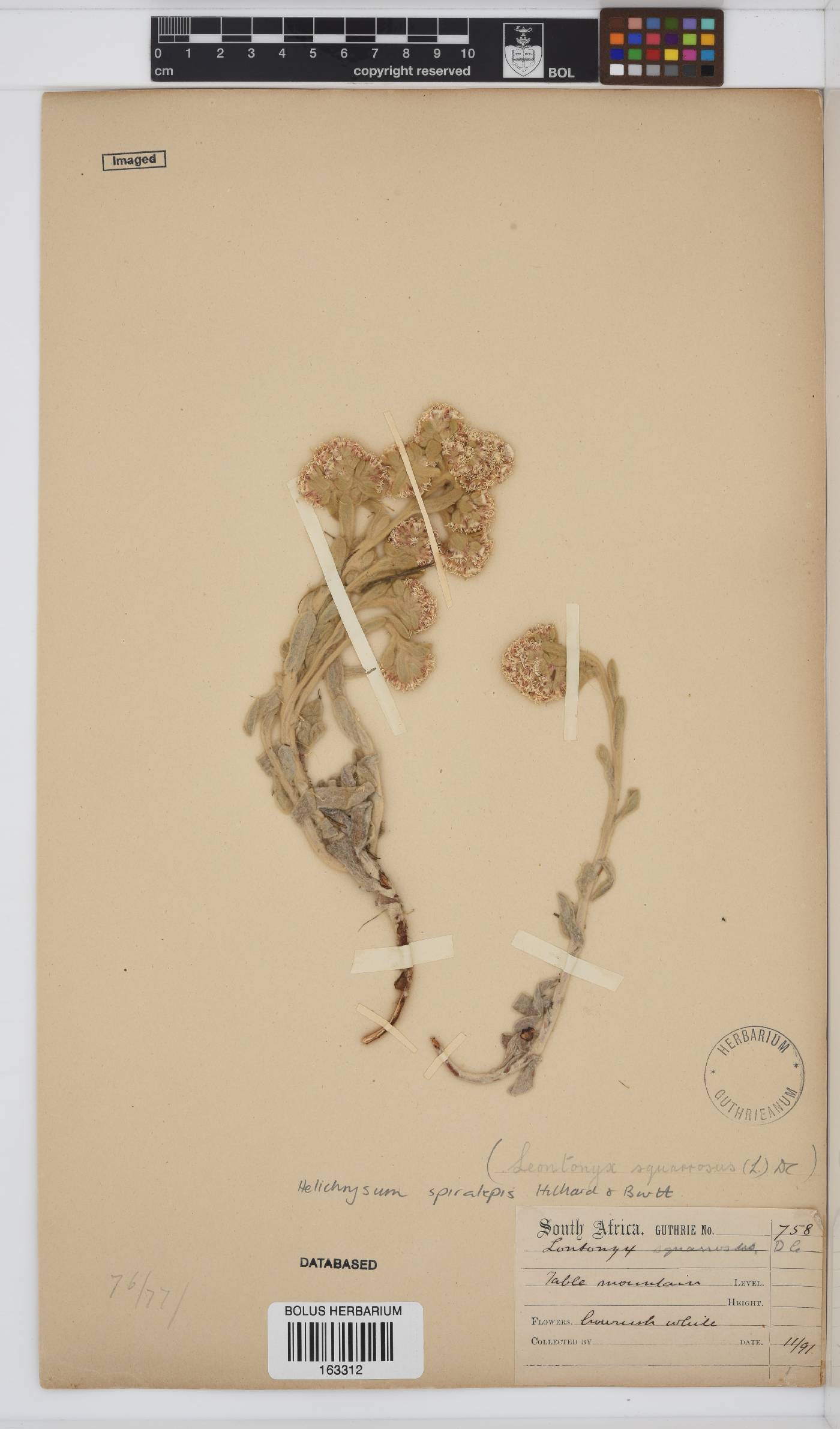 Helichrysum spiralepis image