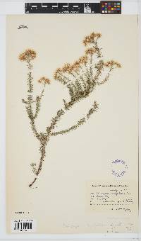 Image of Helichrysum teretifolium