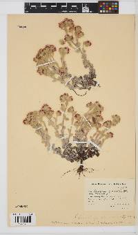 Image of Helichrysum tinctum
