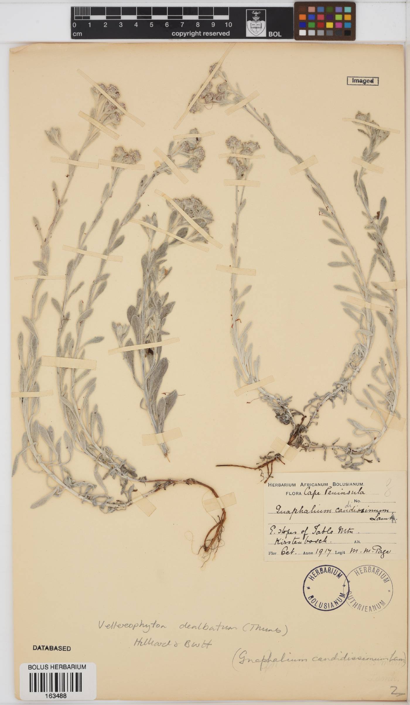 Vellereophyton dealbatum image