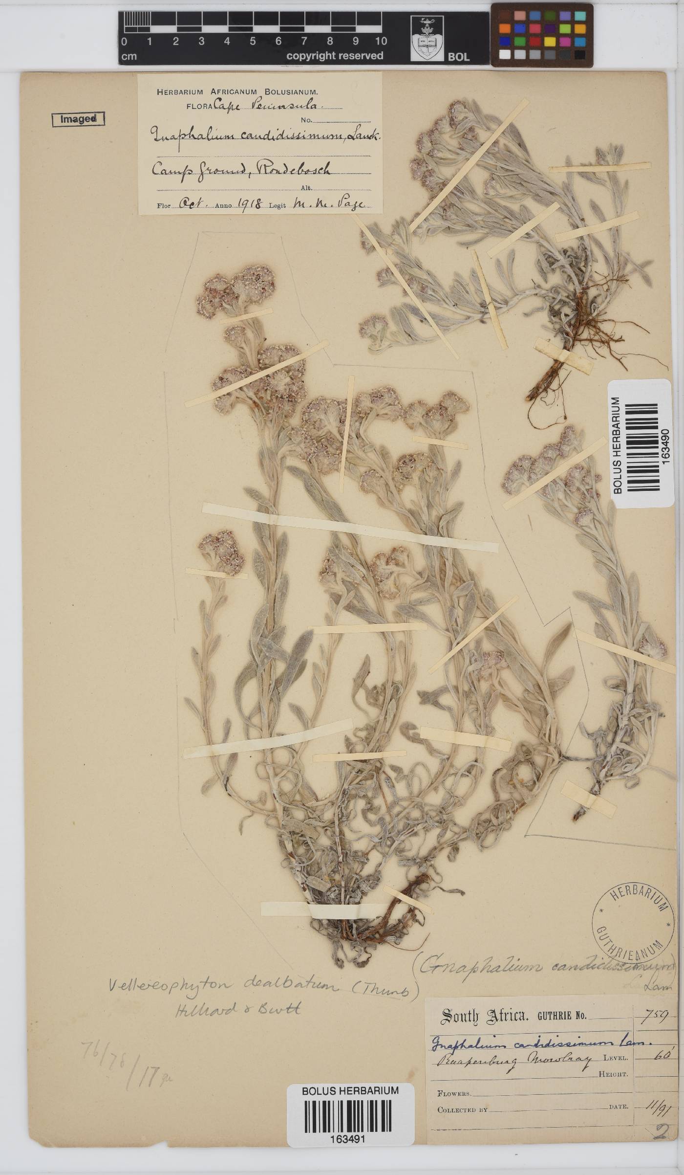 Vellereophyton dealbatum image