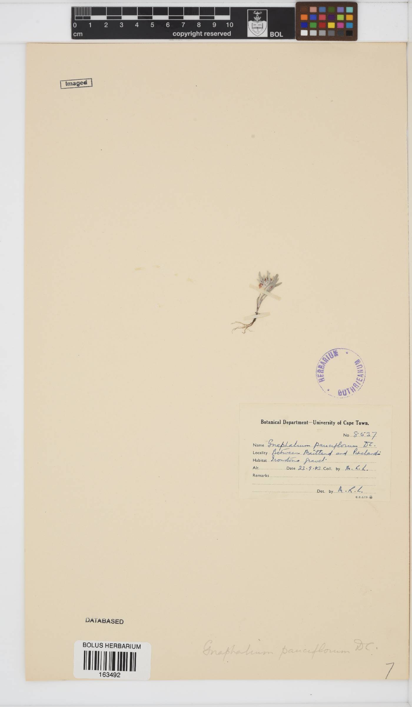 Gnaphalium pauciflorum image
