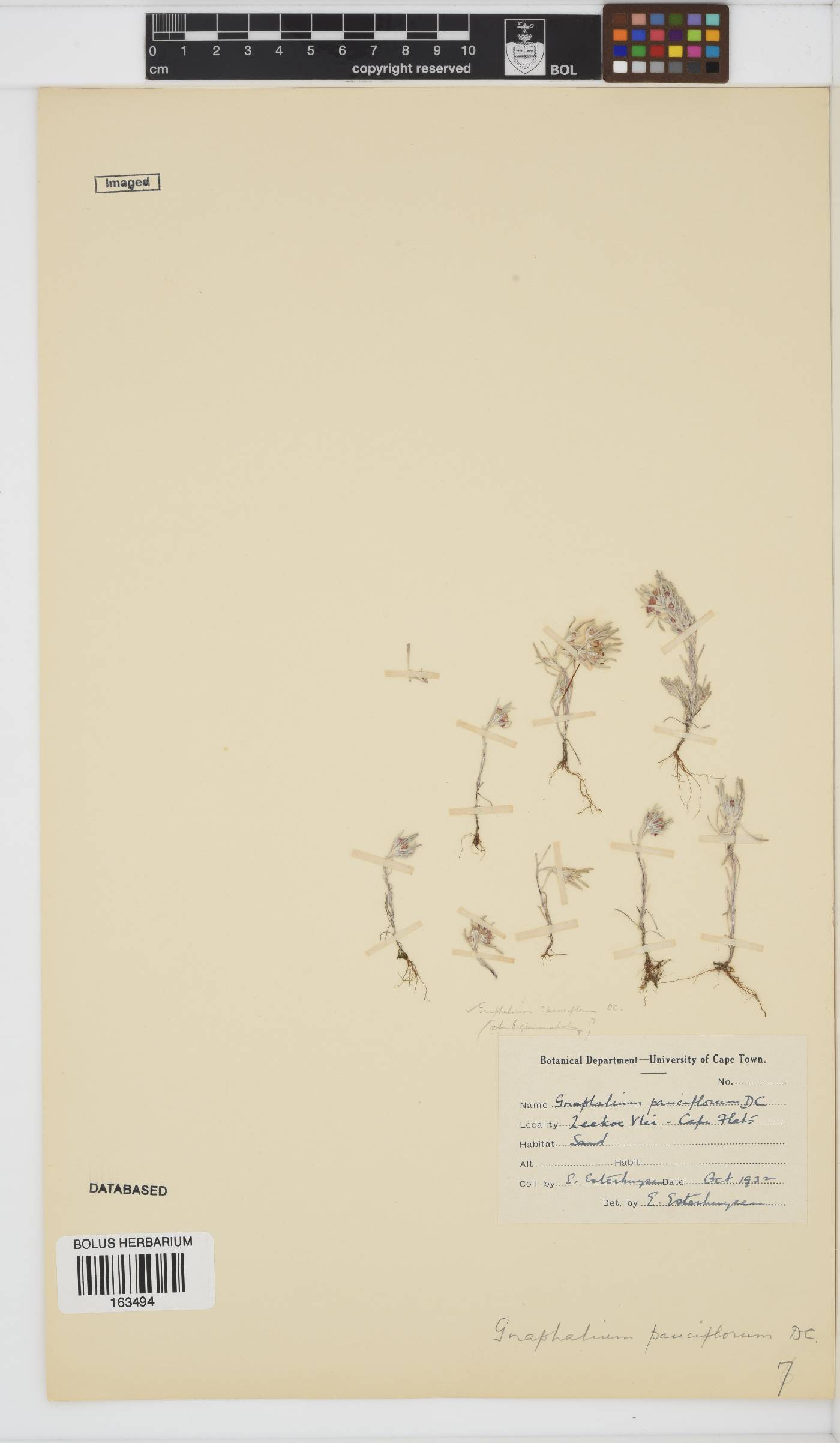 Gnaphalium image