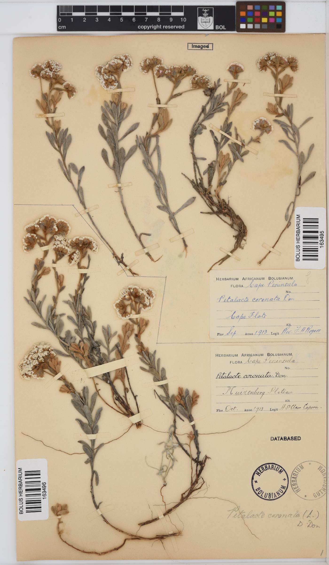 Petalacte coronata image