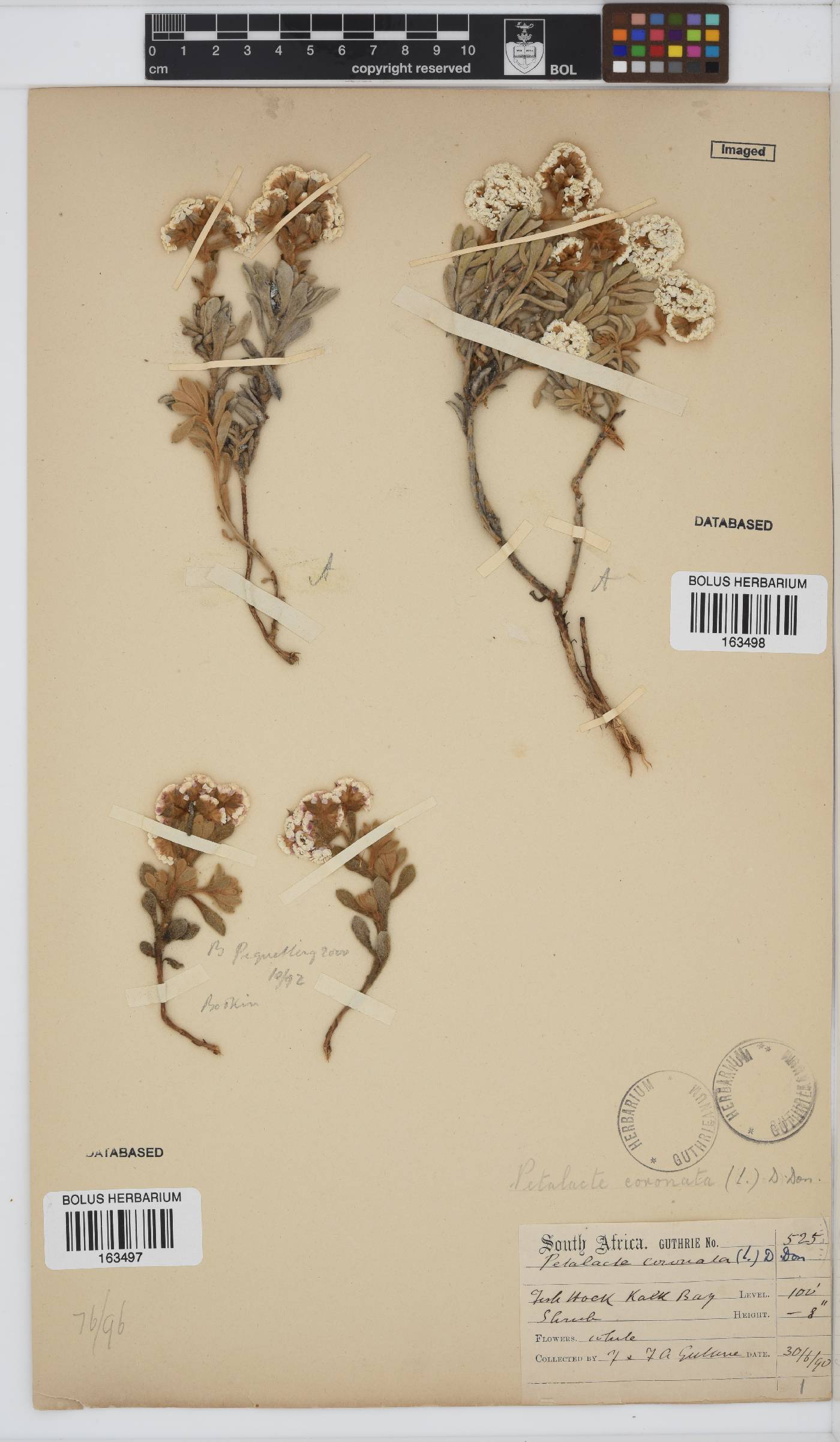 Petalacte coronata image