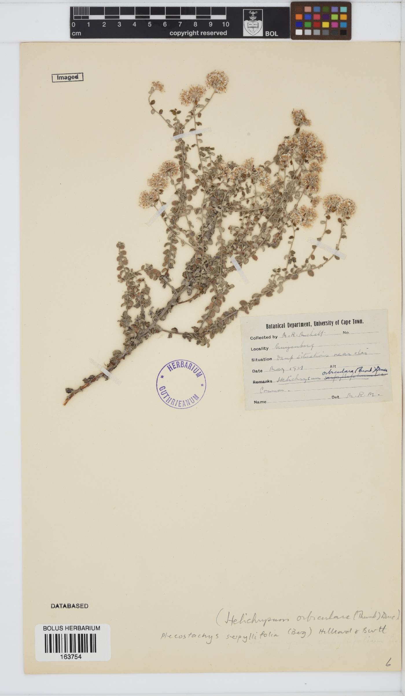 Plecostachys serpyllifolia image