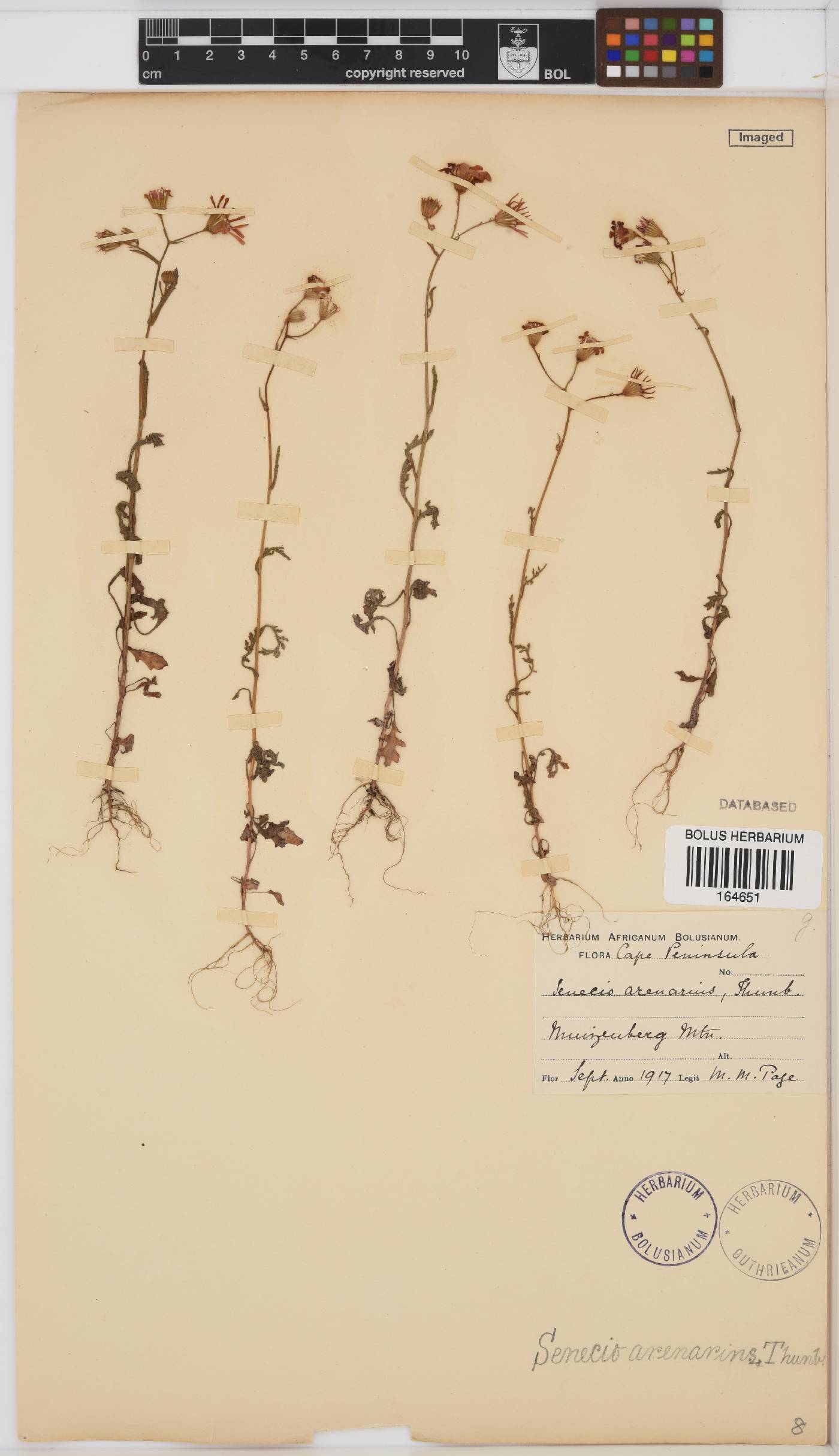 Senecio arenarius image