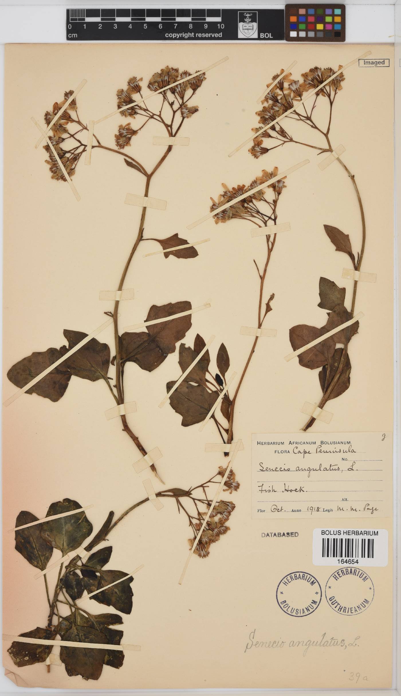 Senecio angulatus image