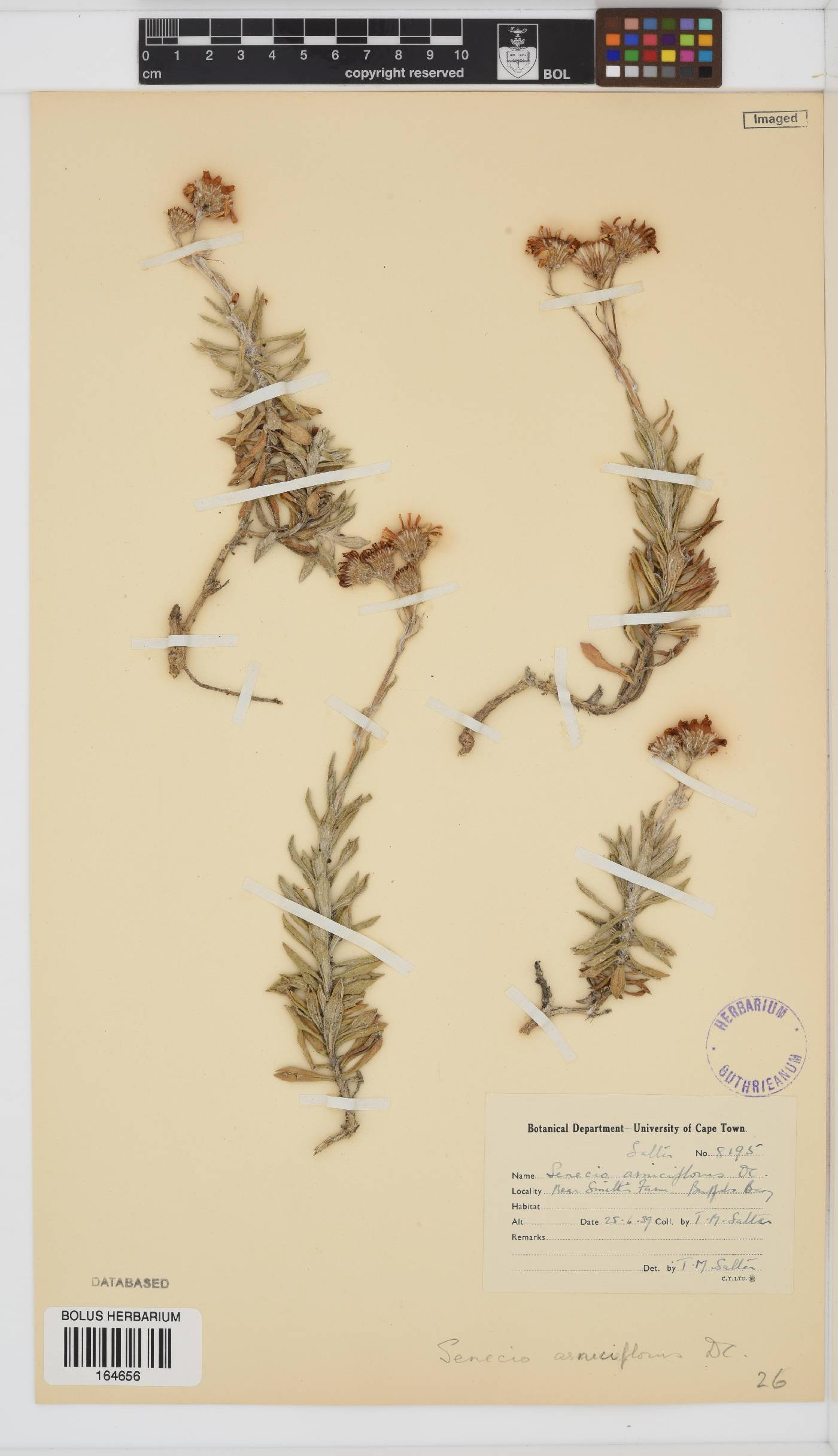 Senecio arniciflorus image