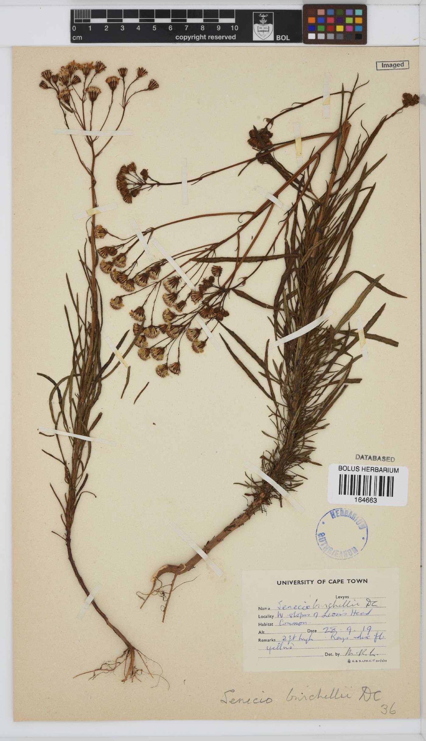Senecio image