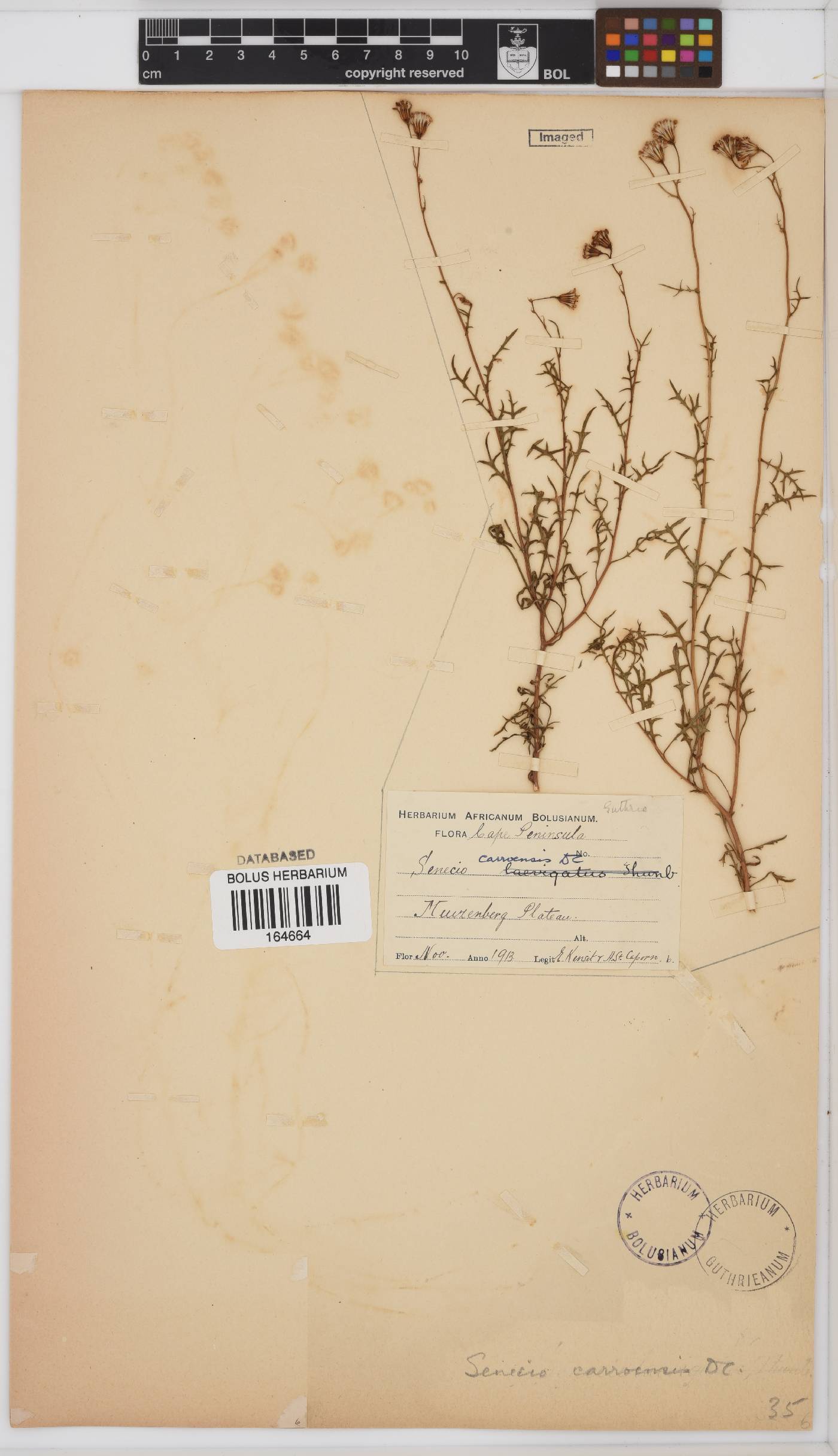 Senecio carroensis image