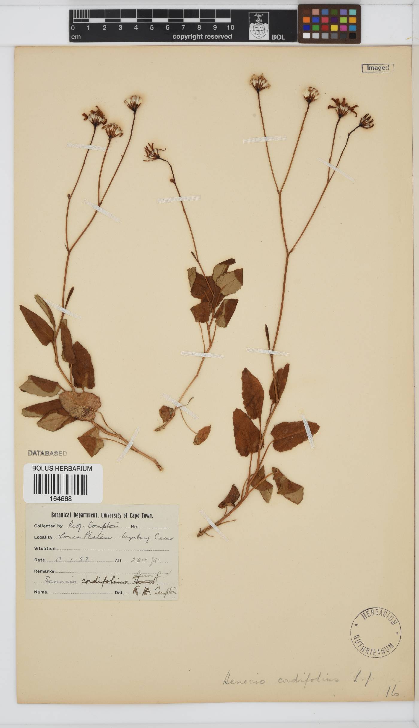 Senecio cordifolius image