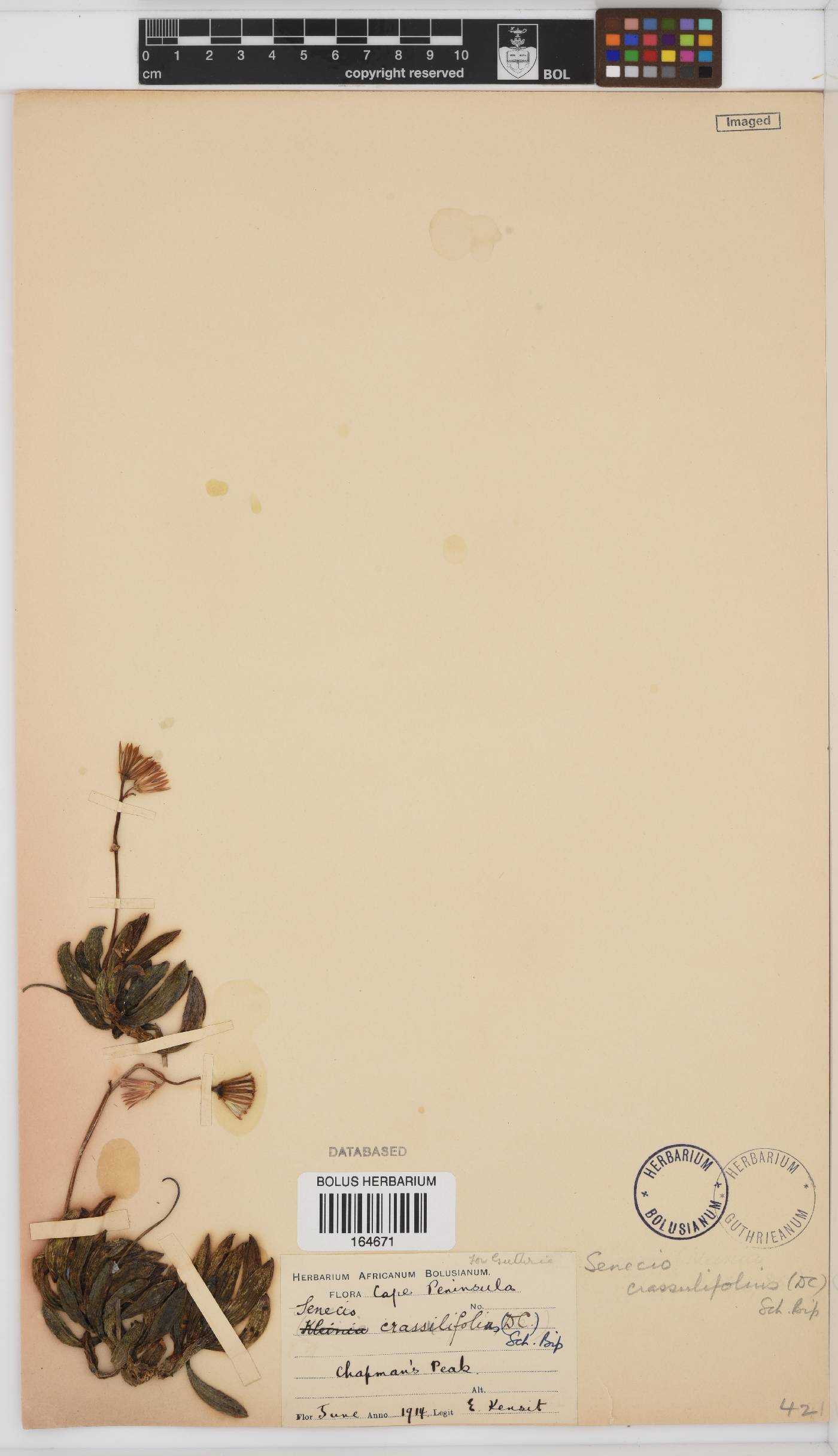 Curio crassulifolius image